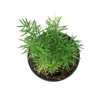 Load image into Gallery viewer, Annual, 4in, Asparagus Fern
