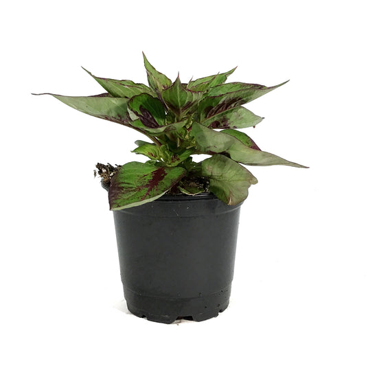 Annual, 4in, Celosia
