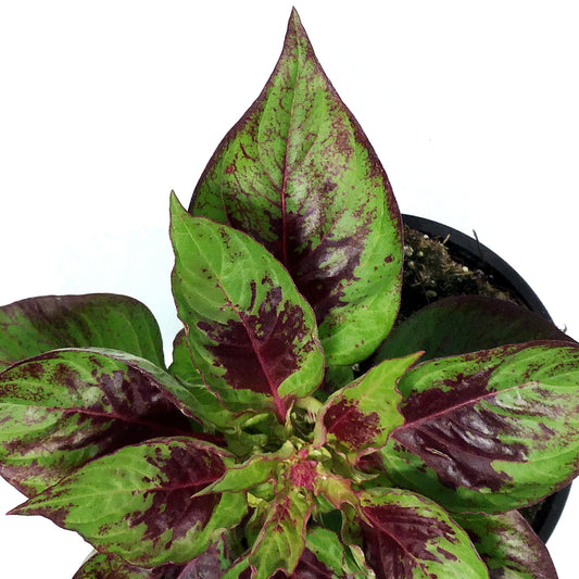 Annual, 4in, Celosia