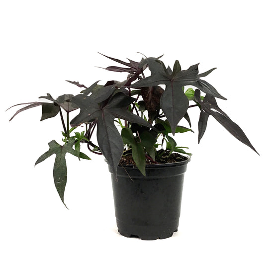Annual, 4in, Ipomoea