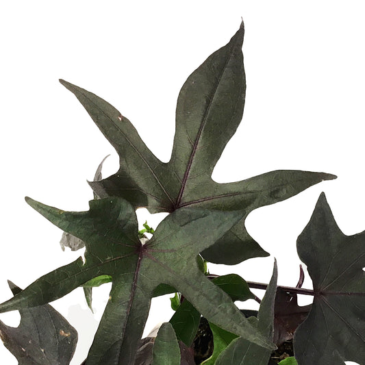 Annual, 4in, Ipomoea