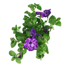 Load image into Gallery viewer, Annual, 5in, Petunia

