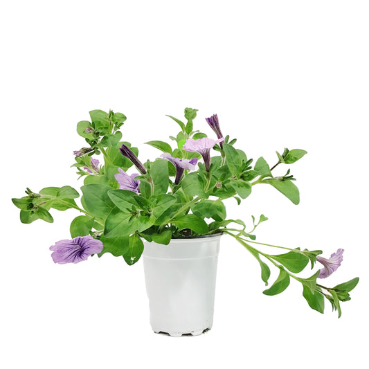 Annual, 5in, Petunia
