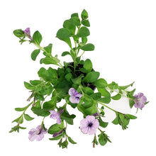 Load image into Gallery viewer, Annual, 5in, Petunia
