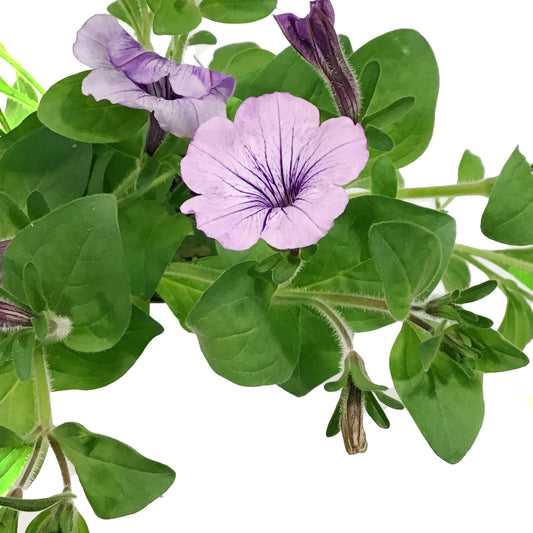 Annual, 5in, Petunia