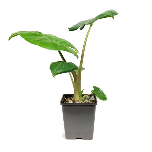 Alocasia, 5in, Regal Shields