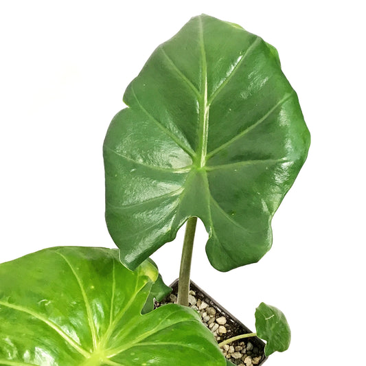Alocasia, 5in, Regal Shields