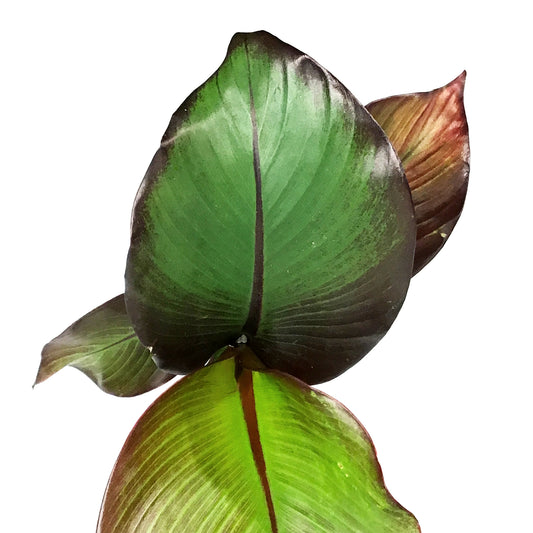 Banana, 5in, Ensete Maurelii Red