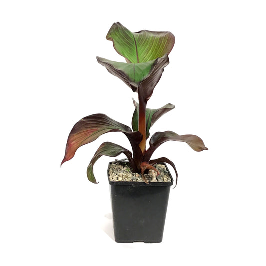Banana, 5in, Ensete Maurelii Red