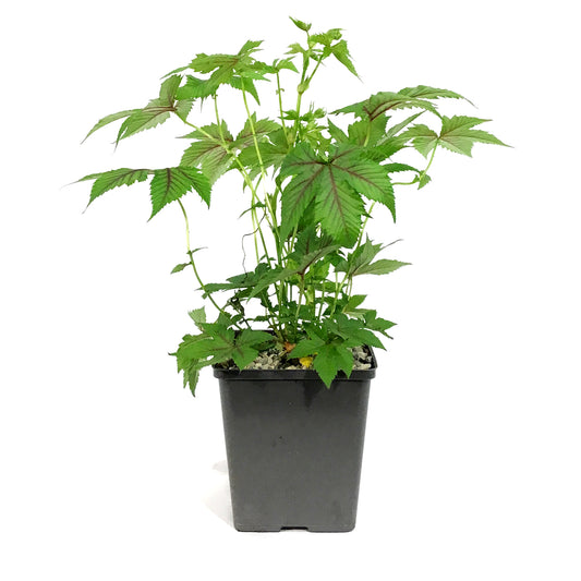 Filipendula, 5in, Red Umbrellas Meadowsweet