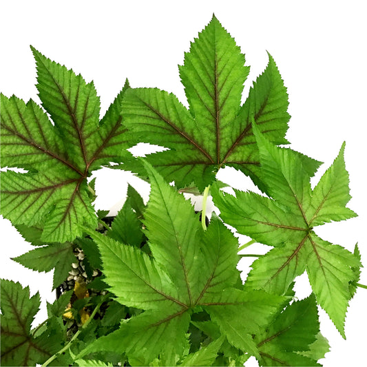 Filipendula, 5in, Red Umbrellas Meadowsweet