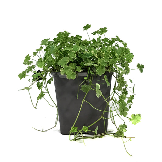Pennywort, 5in, Variegated