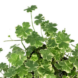 Pennywort, 5in, Variegated