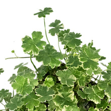 Load image into Gallery viewer, Pennywort, 5in, Variegated
