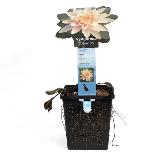 Water Lily, 5in, Colorado