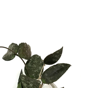 Hoya, 4.5in HB, Caudata Sumatra