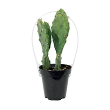 Load image into Gallery viewer, Cactus, 9cm, Opuntia &#39;Goblin&#39;
