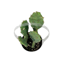 Load image into Gallery viewer, Cactus, 9cm, Opuntia &#39;Goblin&#39;
