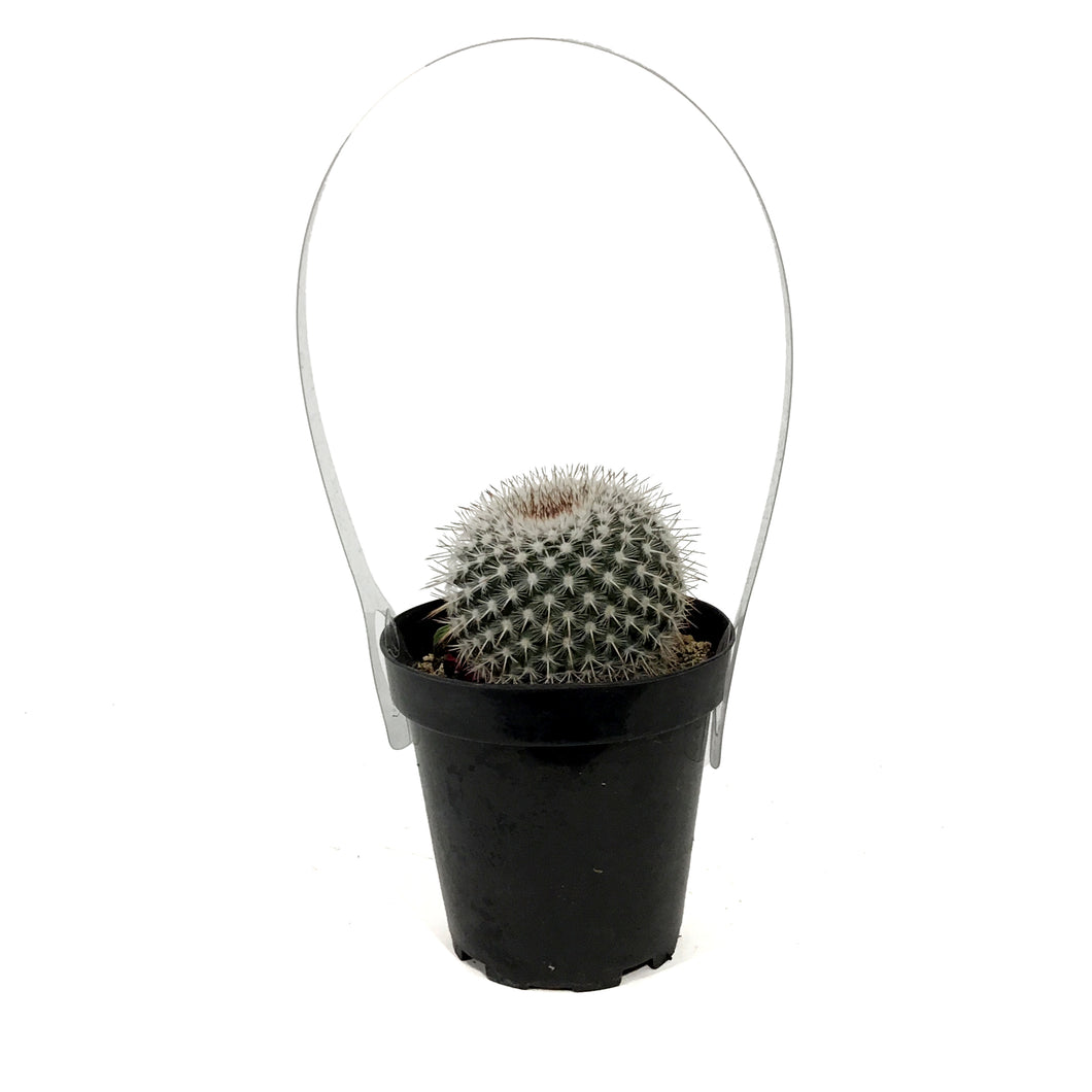 Cactus, 9cm, Mammillaria Albinata