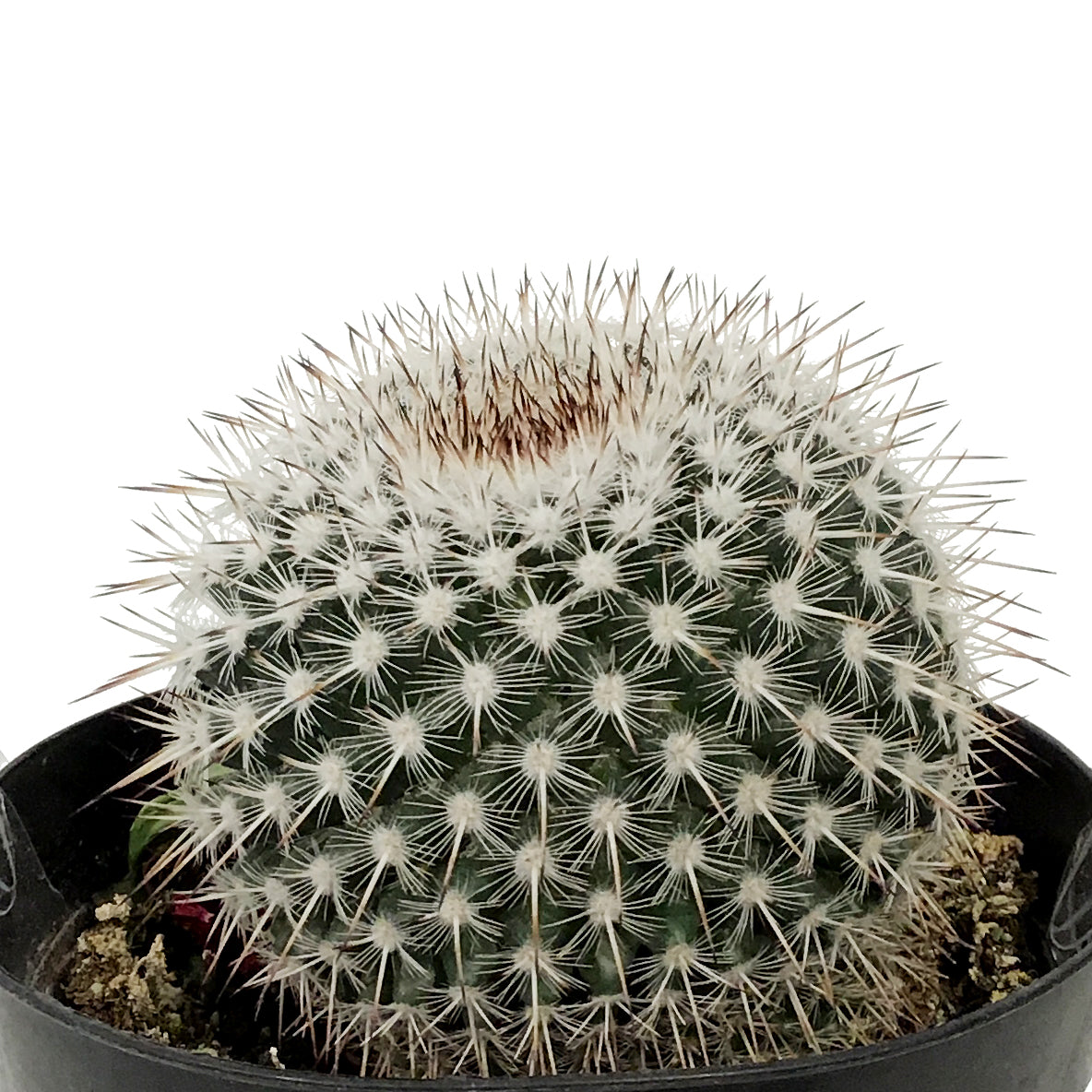 Cactus, 9cm, Mammillaria Albinata