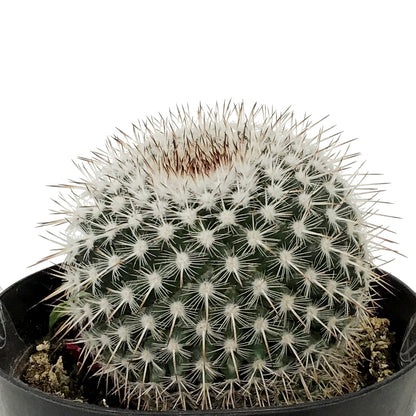 Cactus, 9cm, Mammillaria Albinata