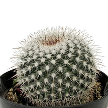 Load image into Gallery viewer, Cactus, 9cm, Mammillaria Albinata
