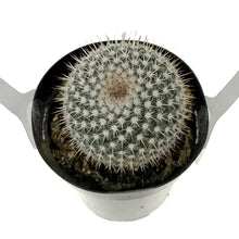 Load image into Gallery viewer, Cactus, 9cm, Mammillaria Albinata
