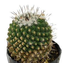 Load image into Gallery viewer, Cactus, 2.5in, Mammillaria Albinata
