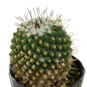 Cactus, 2.5in, Mammillaria Albinata