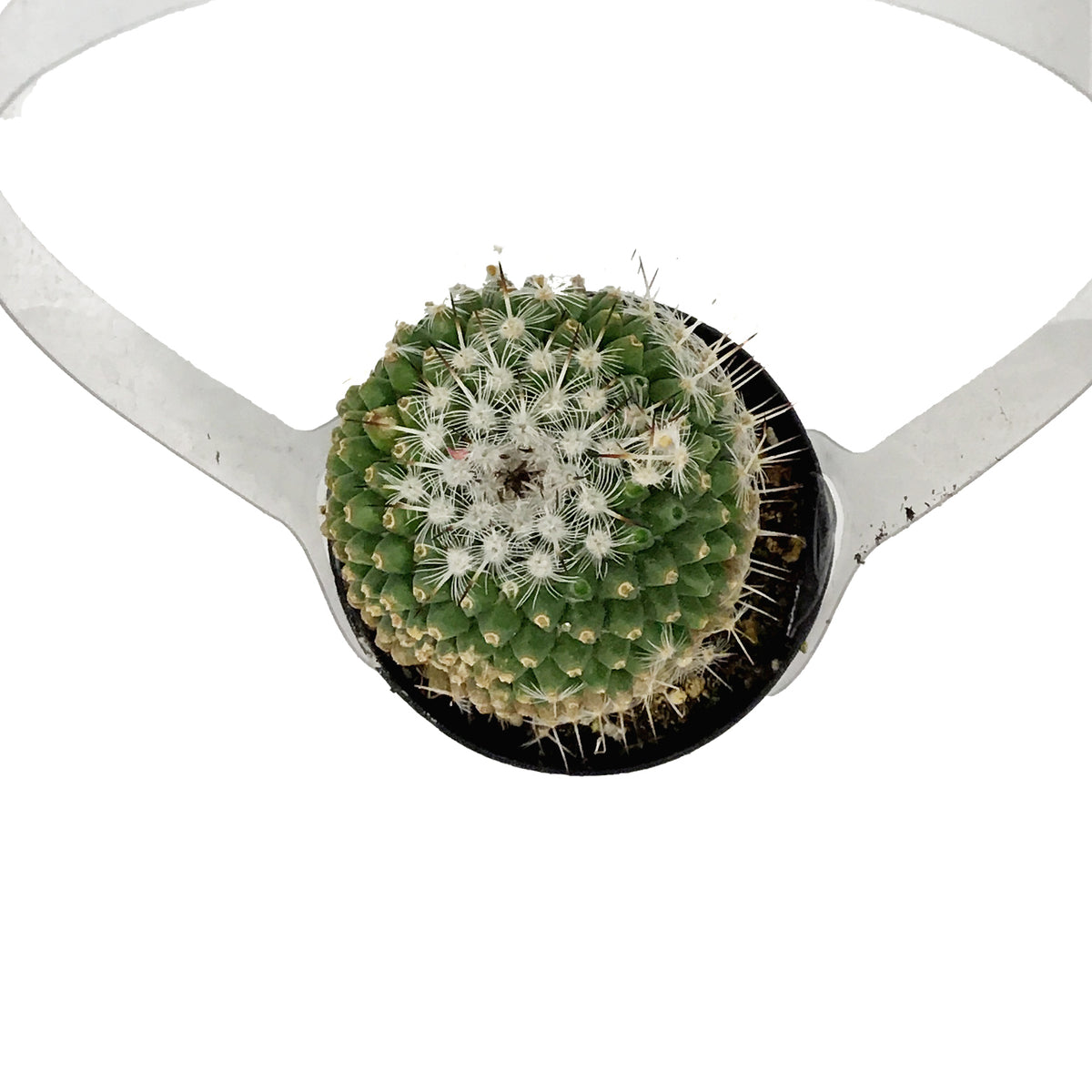 Cactus, 2.5in, Mammillaria Albinata
