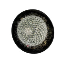 Load image into Gallery viewer, Cactus, 5in, Mammillaria Hahniana &#39;Old Lady&#39;
