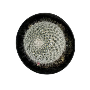 Cactus, 5in, Mammillaria Hahniana 'Old Lady'