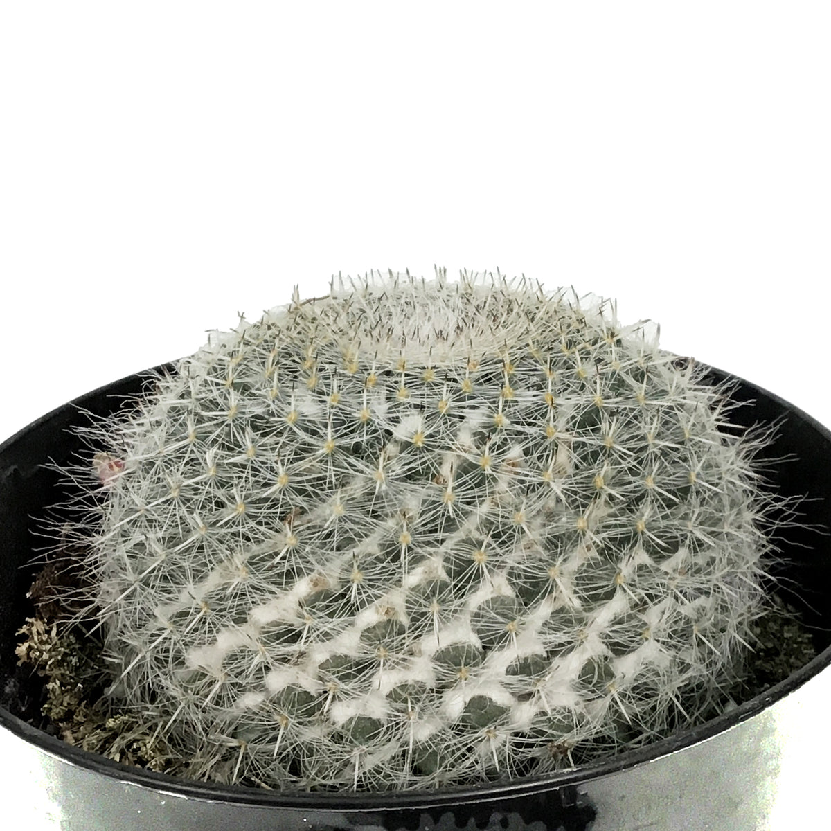 Cactus, 5in, Mammillaria Hahniana 'Old Lady'