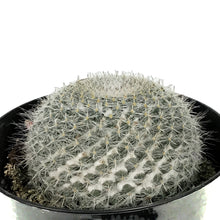 Load image into Gallery viewer, Cactus, 5in, Mammillaria Hahniana &#39;Old Lady&#39;
