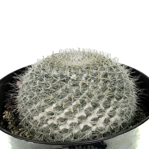 Cactus, 5in, Mammillaria Hahniana 'Old Lady'