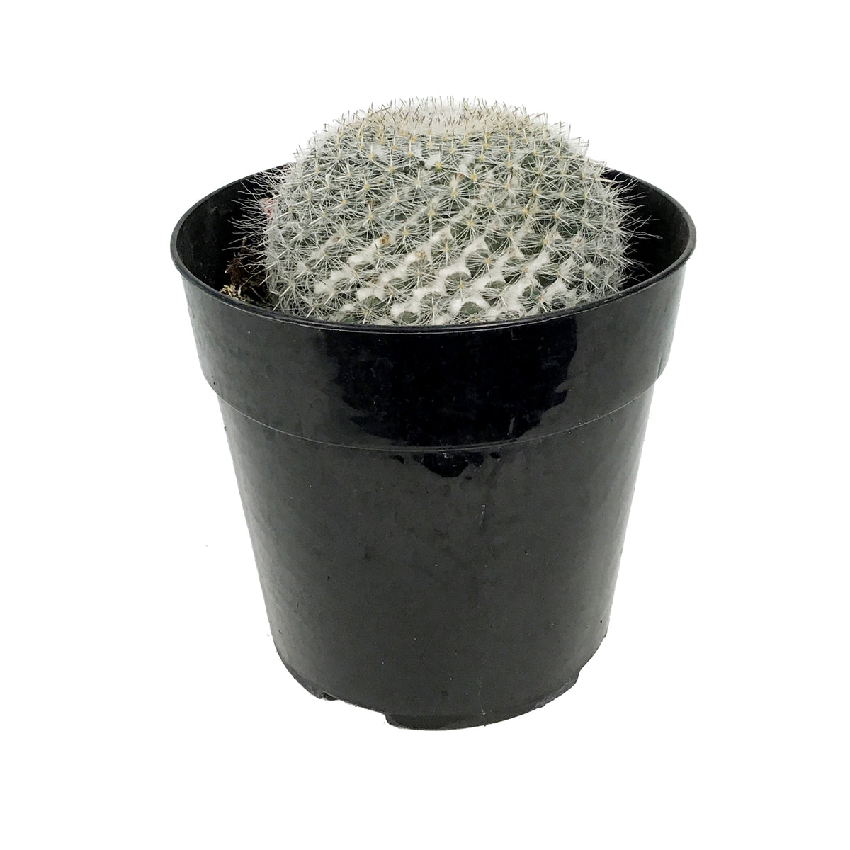 Cactus, 5in, Mammillaria Hahniana 'Old Lady'