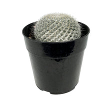 Load image into Gallery viewer, Cactus, 5in, Mammillaria Hahniana &#39;Old Lady&#39;
