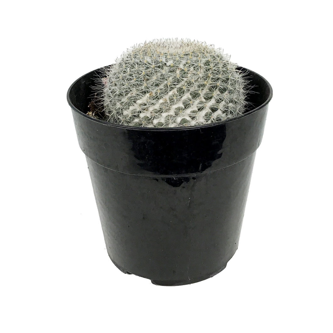 Cactus, 5in, Mammillaria Hahniana 'Old Lady'