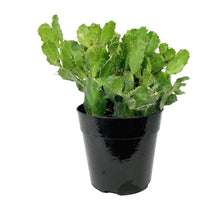 Load image into Gallery viewer, Cactus, 5in, Argentine Opuntia
