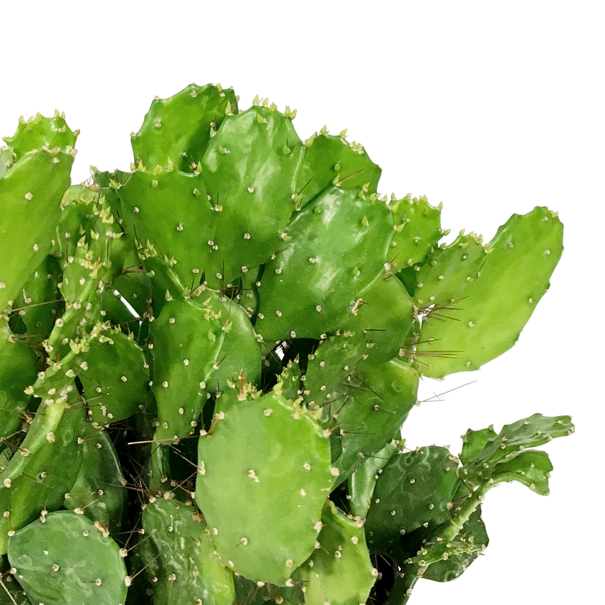 Cactus, 5in, Argentine Opuntia
