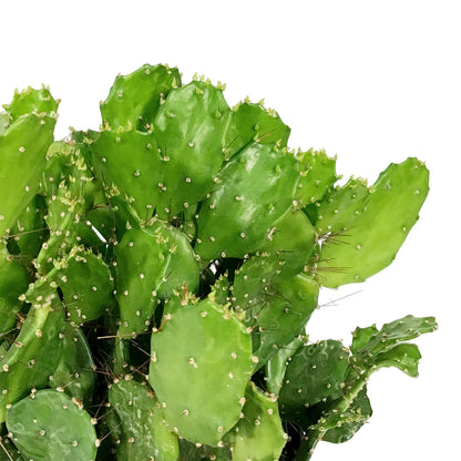 Cactus, 5in, Argentine Opuntia