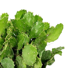 Load image into Gallery viewer, Cactus, 5in, Argentine Opuntia

