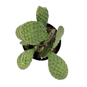 Cactus, 5in, Opuntia Basilaris 'Beavertail'