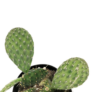 Cactus, 5in, Opuntia Basilaris 'Beavertail'