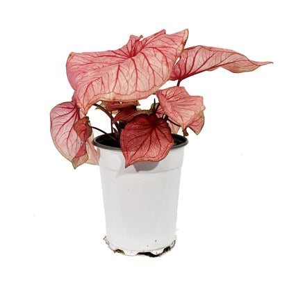 Caladium, 5in, Florida Sweetheart