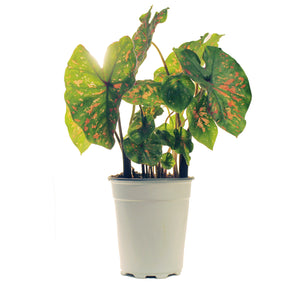 Caladium, 5in, Freckles