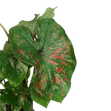Load image into Gallery viewer, Caladium, 5in, Freckles
