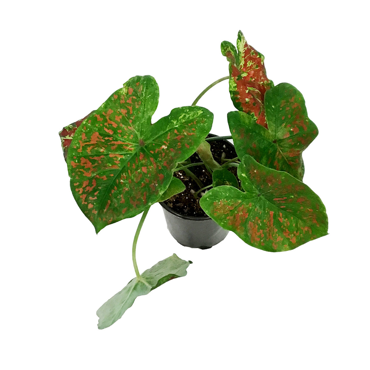 Caladium, 5in, Just Saucy