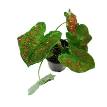 Load image into Gallery viewer, Caladium, 5in, Just Saucy
