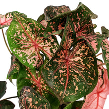 Load image into Gallery viewer, Caladium, 5in, Pink Beauty

